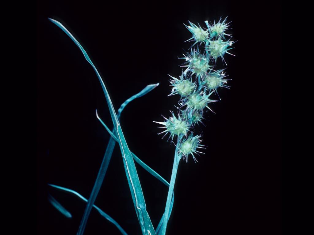 Seed head of spiny burrgrass (longispinus)