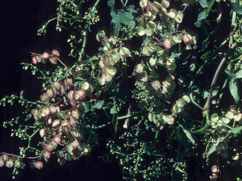 Turkey rhubarb is a climbing plant with small whitish-green flowers and papery fruit.