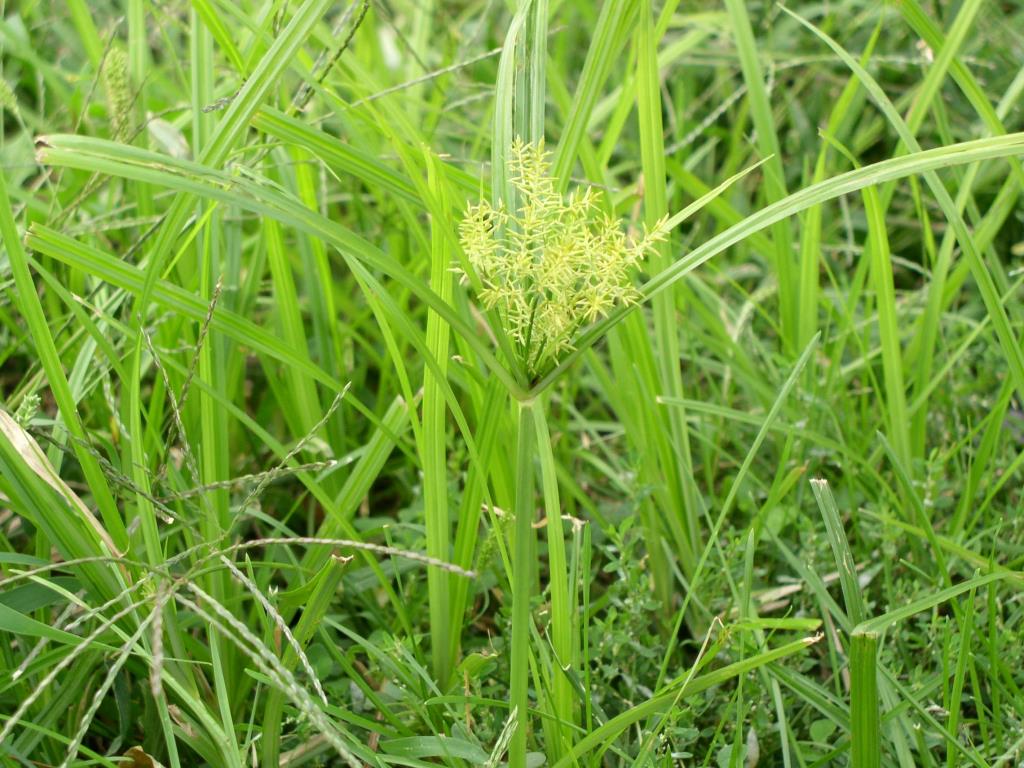Yellow nutgrass