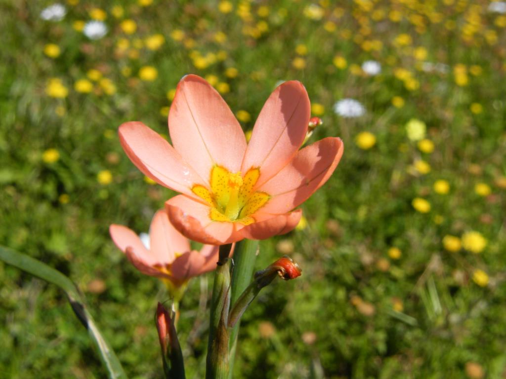 Two-leaf cape tulip flowers are pink-salmon colour with a green dotted yellow centre.