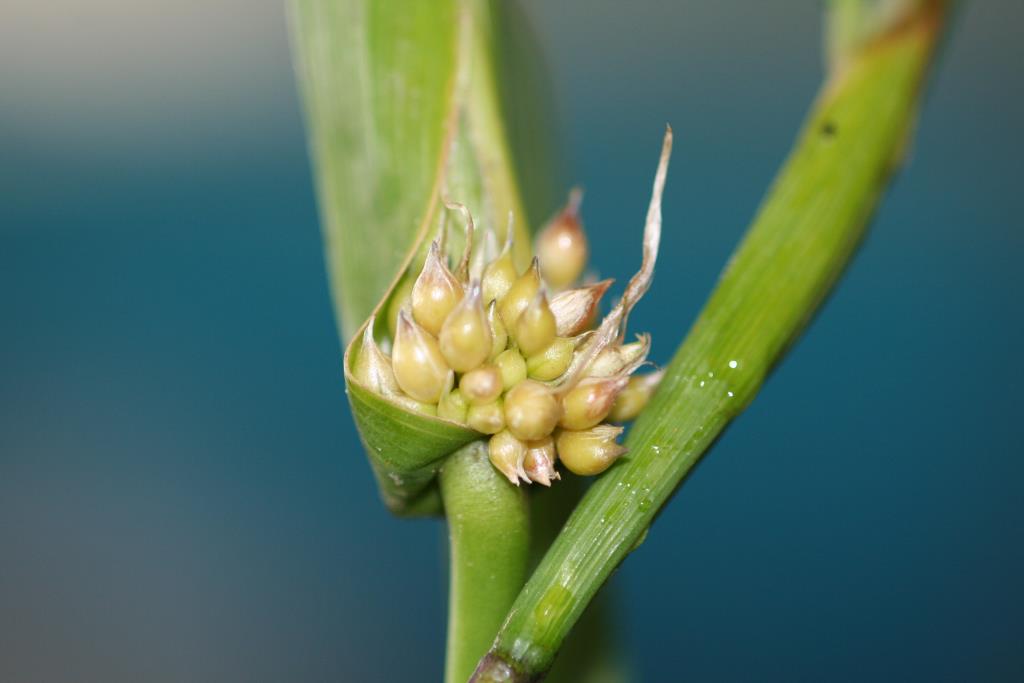 Two-leaf cape tulip produces clusters of bulbils in the leaf axes.