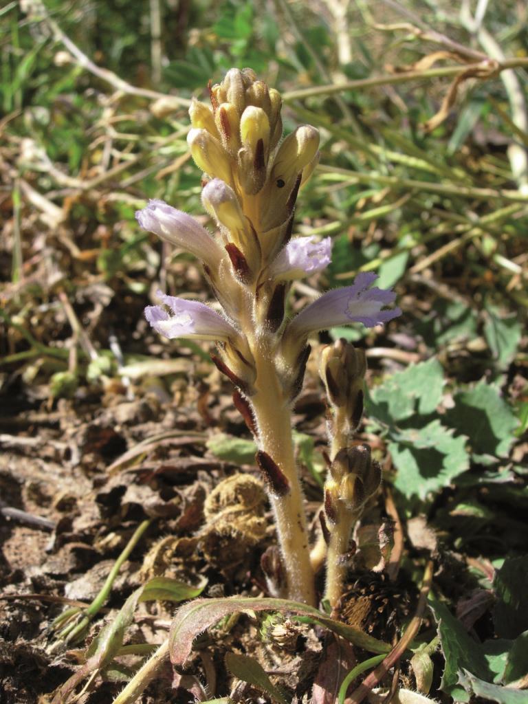 Branched broomrape (Orobanche mutelii)