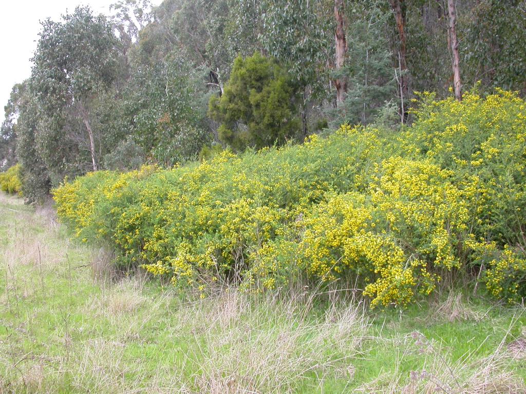 Cape broom can grow to 3 m high.