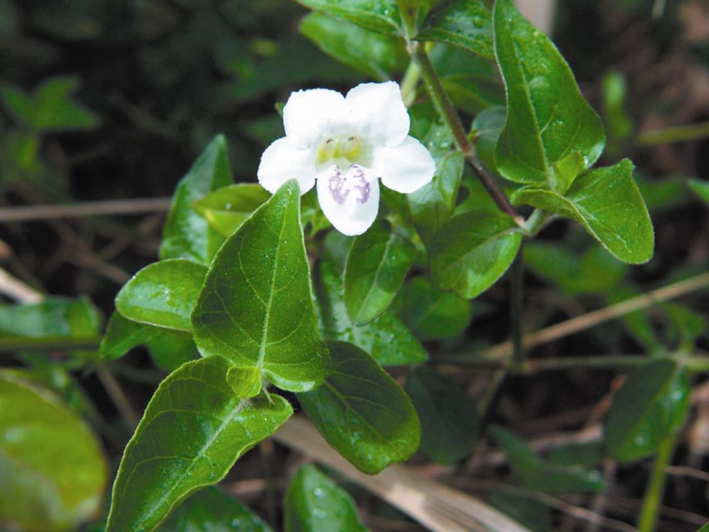 Chinese violet flowers are white with two purple stripes.