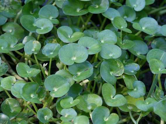 Kidney-leaf mud plantain has glossy green kidney shaped leaves.