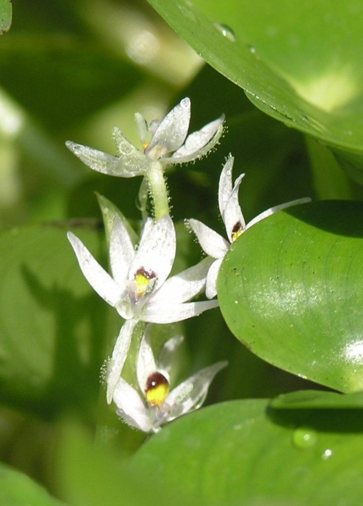 Kidney-leaf mud plantain has white, mauve or pale blue flowers with 6 petals.