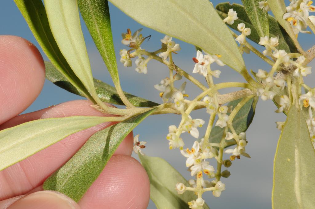 African olive flowers grow in clusters, and the undersides of the leaves are pale.