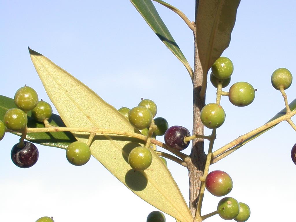 African olive fruit are light green with white spots when unripe, and darken to purple-black as they ripen