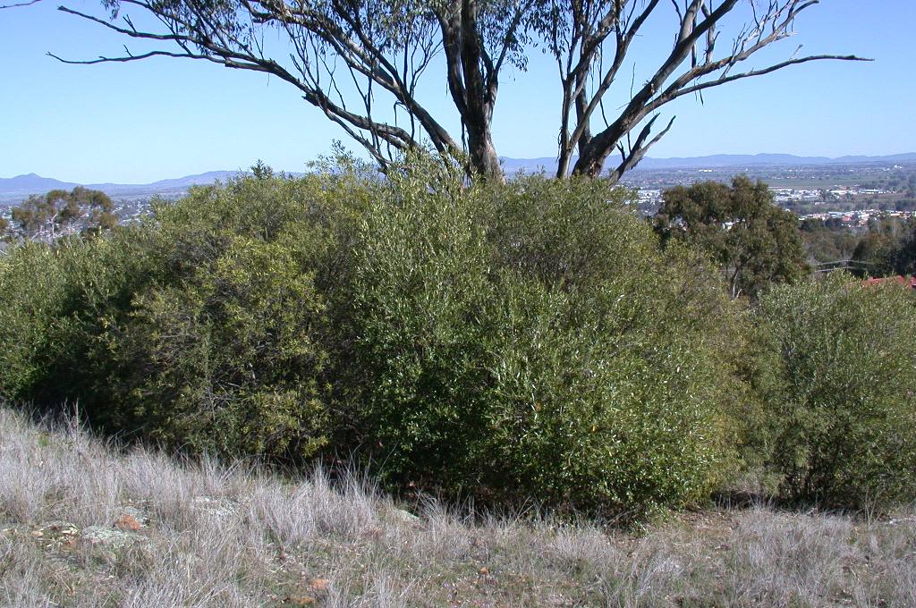 African olives growing beneath a large tree