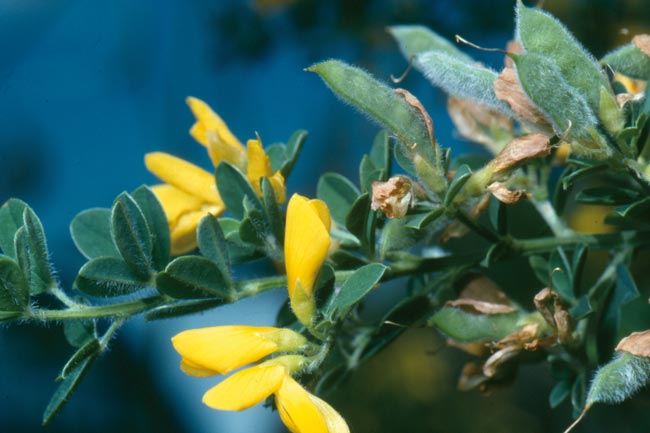 Cape broom flowers and pods. note that pods are hairy all over