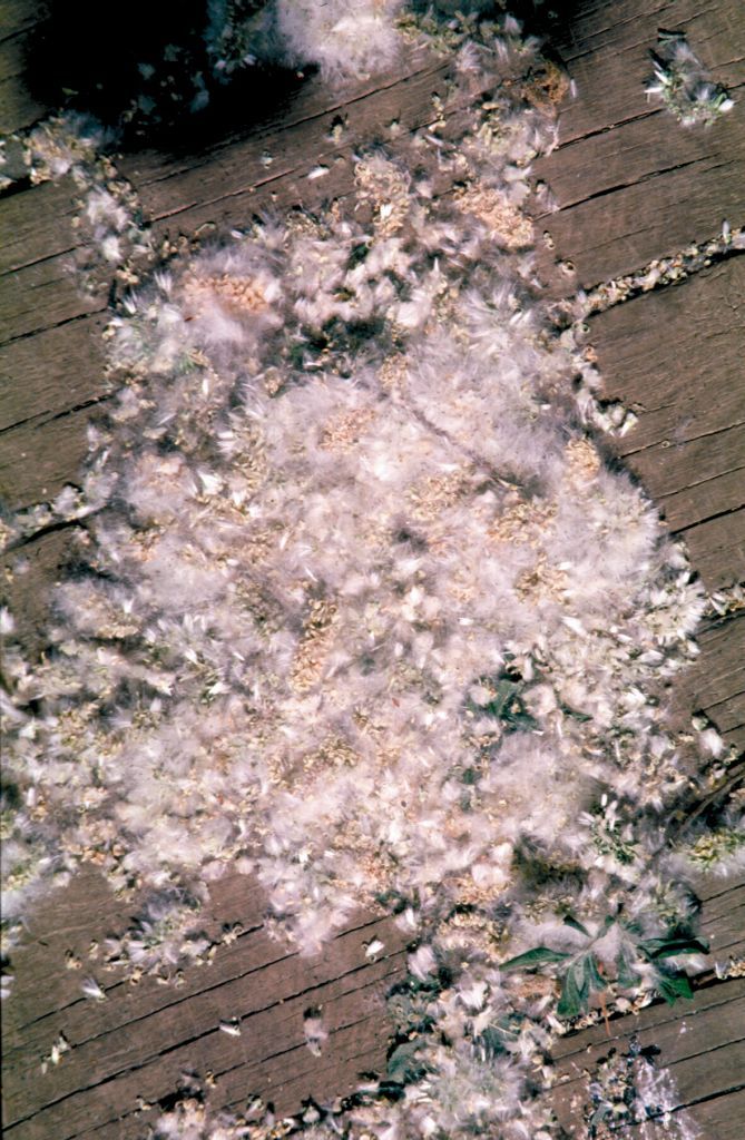 The fluff attached to seeds allows dispersal by wind or water. 