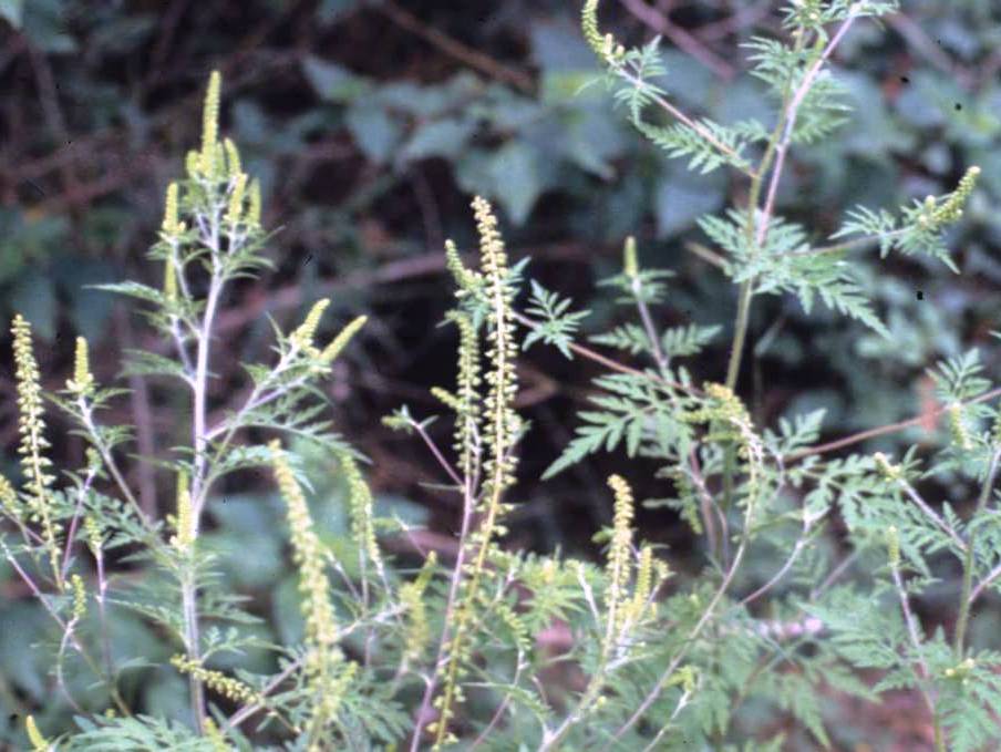 The male flowers are yellow and in clusters at the top of the stems.