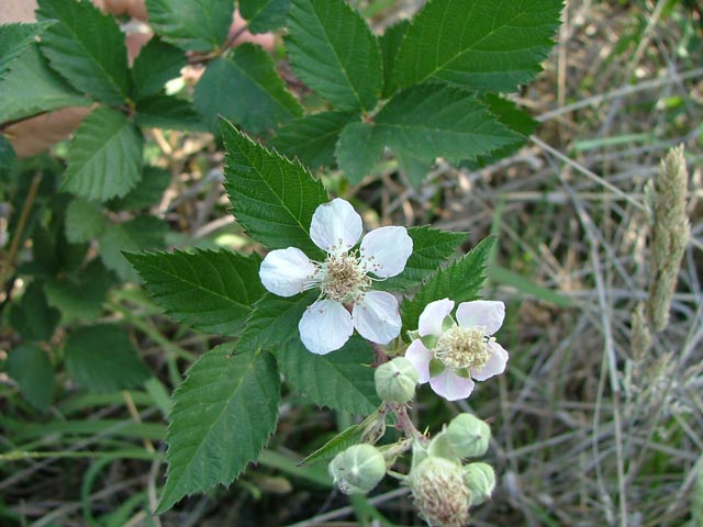 Rubus anglocandicans flower with five white petals, and serrated green leaves
