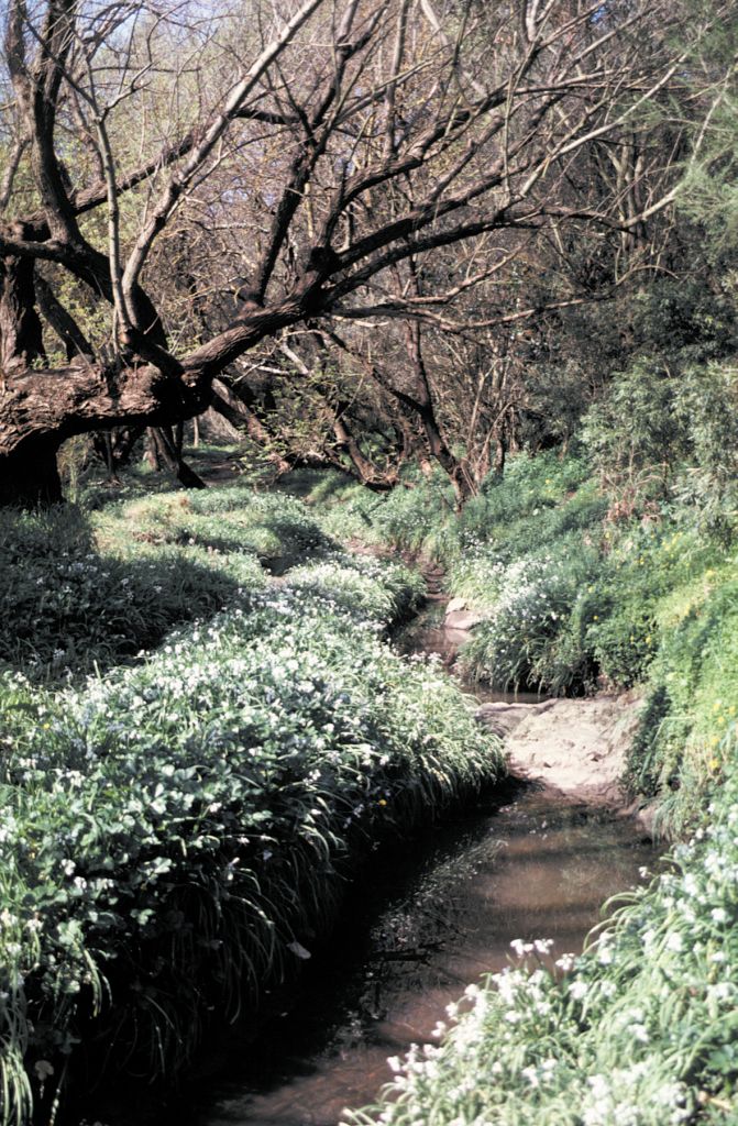 Willows damage stream health by using water rapidly. 