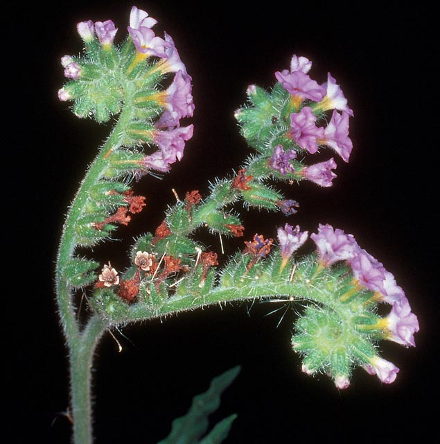 Blue heliotrope flowers grow on a curved stem.