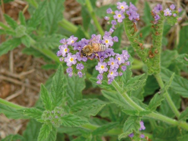 Blue heliotrope flowers have 5 bluish-purple petals.
