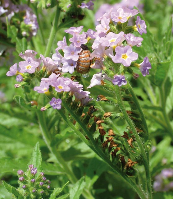 The larva of the blue heliotrope leaf-beetle feeding on a flower head.