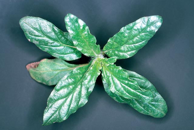 Blue heliotrope seedling's leaves grow in a rosette.