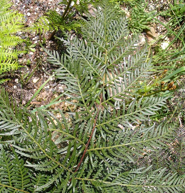 Mature frond