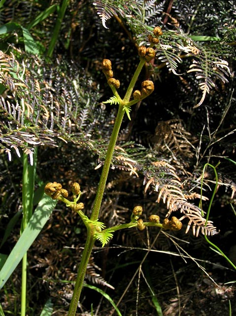  A new frond about to unfurl. 