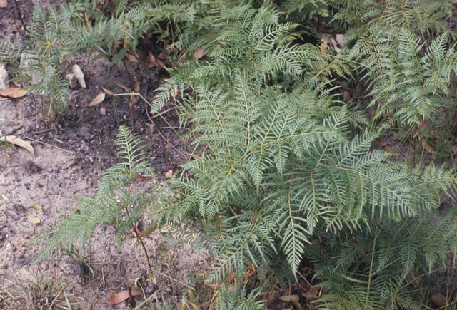 Bracken fern plants