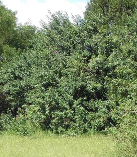 Large broad-leaf pepper trees invading a riparian zone.
