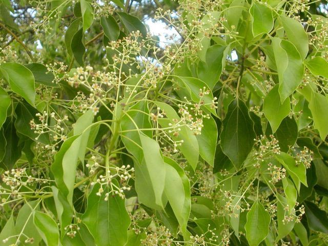 Camphor laurel tree in flower