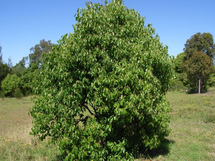 Young camphor laurel tree