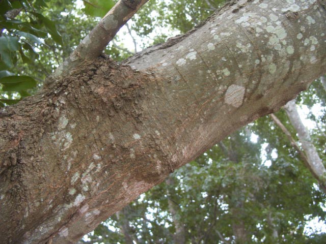 The bark of mature Chinese celtis is grey and mottled.