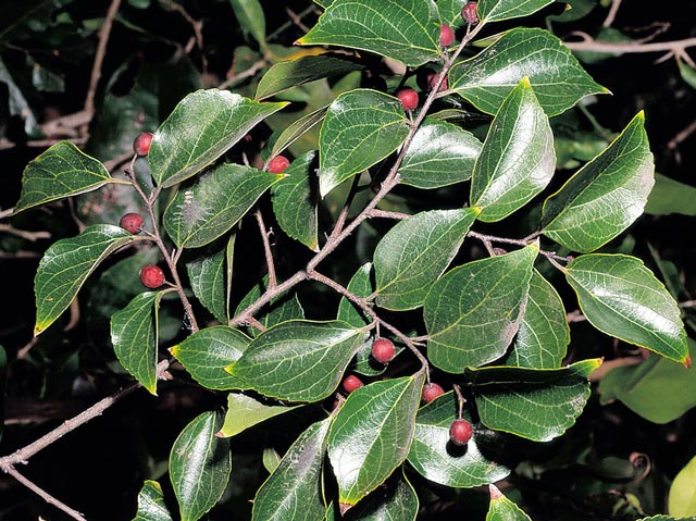 Chinese celtis leaves are alternate along a slightly zigzagged stem.