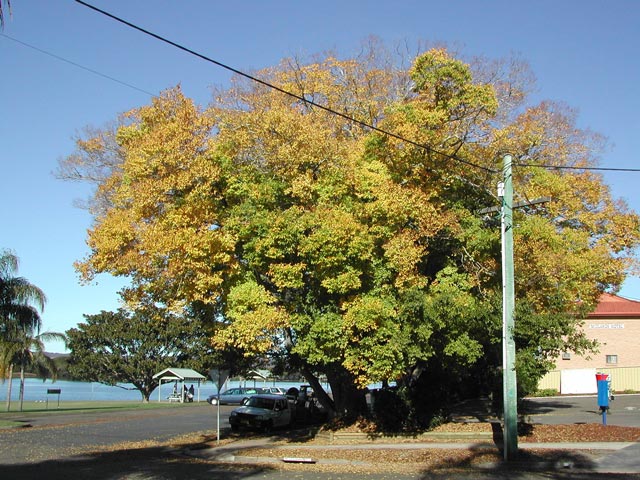 Chinese celtis growing as a mature street tree
