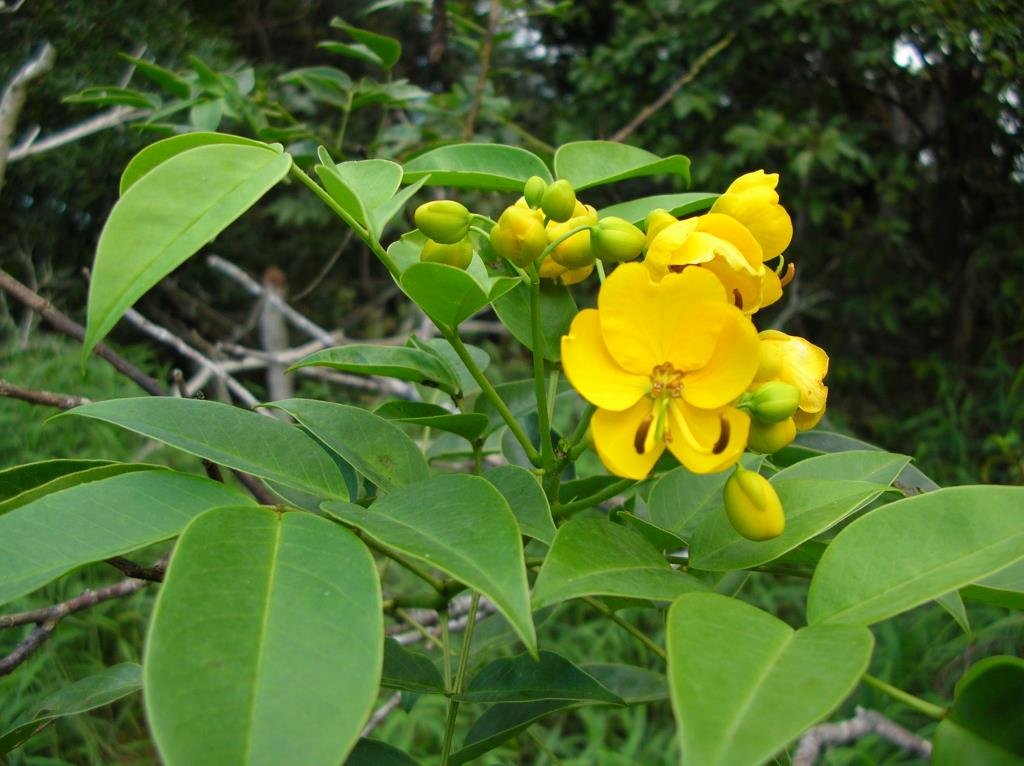 Winter senna is a shrub with bright yellow, pea-like flowers that grow in clusters..