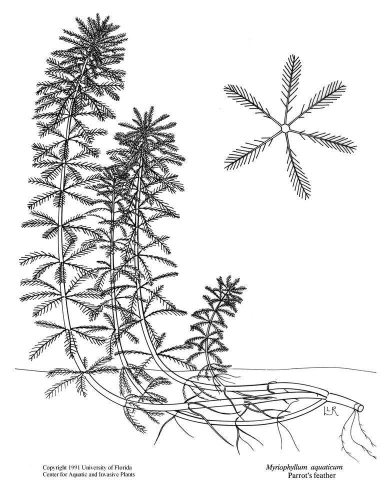 Line drawing of parrot's feather, showing whorled leaves in stem cross-section.