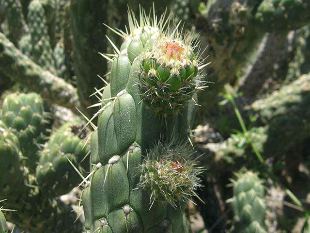close-up of flower buds and spiny stems
