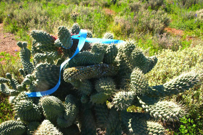Boxing glove cactus with cochineal.