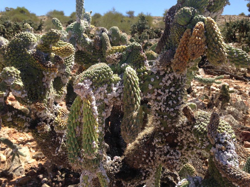 Damage to boxing glove cactus caused by the cochineal biological control agent.
