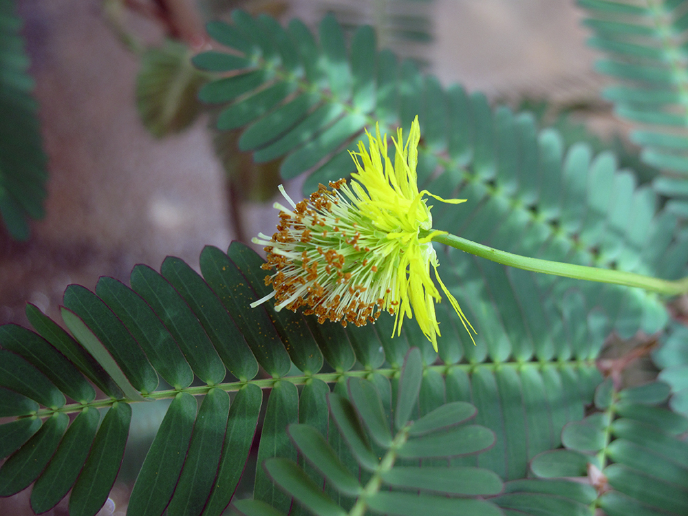 Water mimosa flowers are bright yellow.