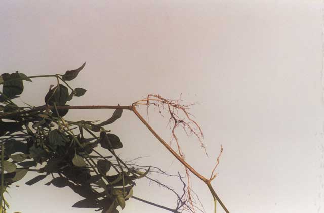Roots of Chinese violet grow out from the nodes along the stems.