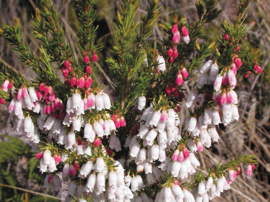 Spanish heath has pink buds which develop into white flowers