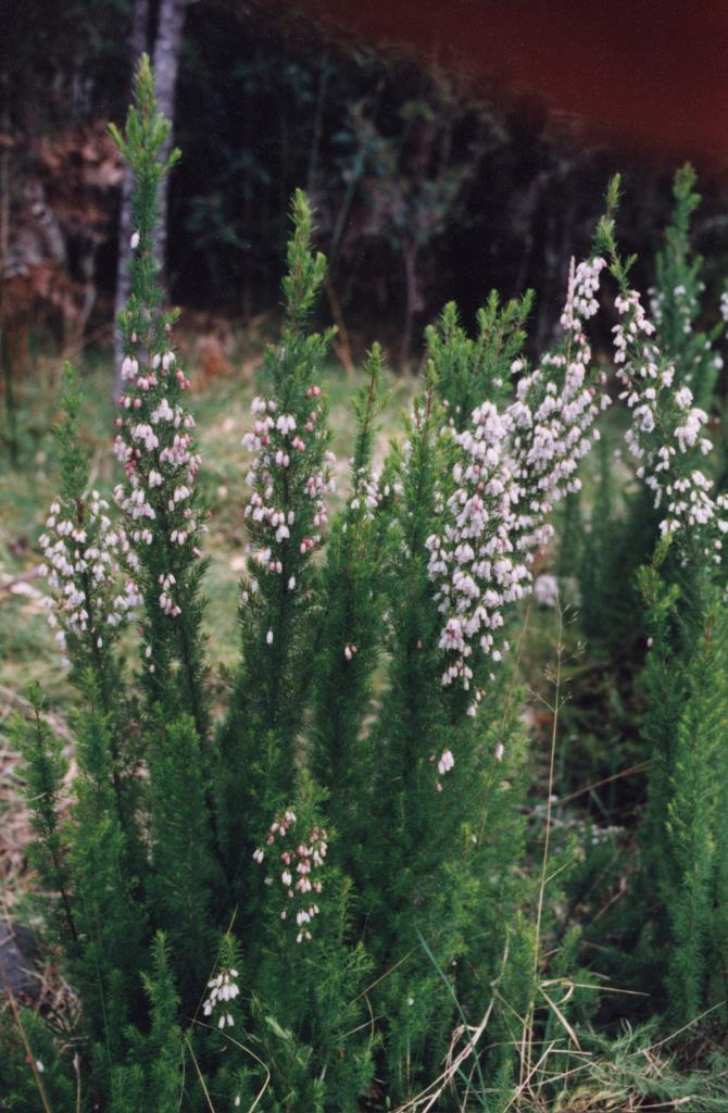 Spanish heath is an upright plant with dense foliage