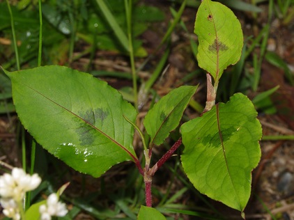 Chinese knotweed leaves have characteristic v-shaped blotches in their centres