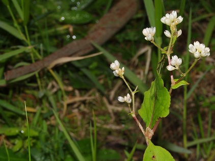 Chinese knotweed has small white or pale pink flowers