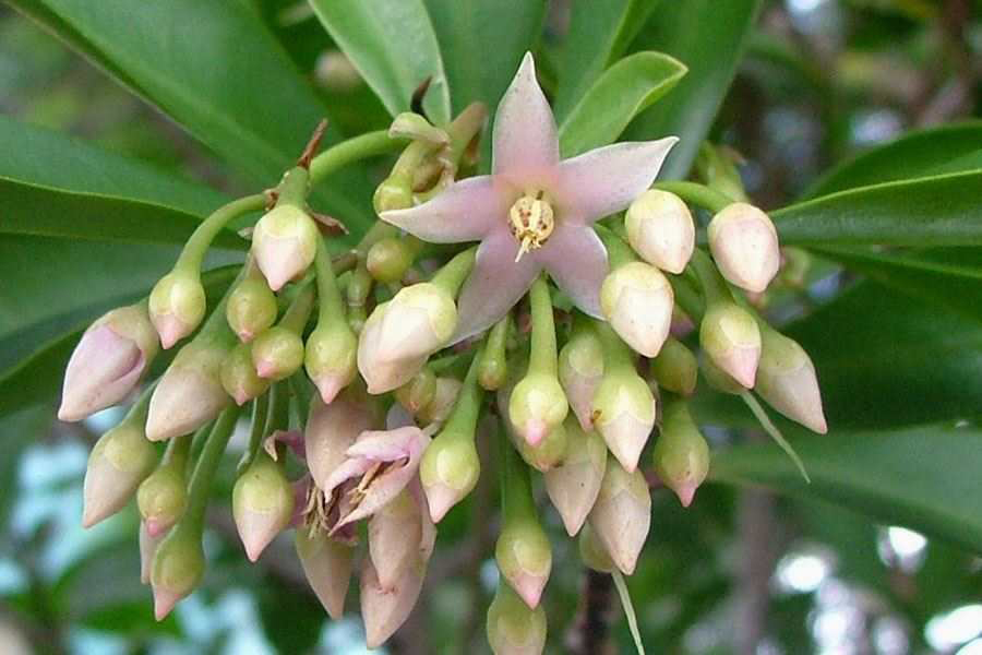 Close-up of flowers showing closed buds and one open flower with five pink fused petals.