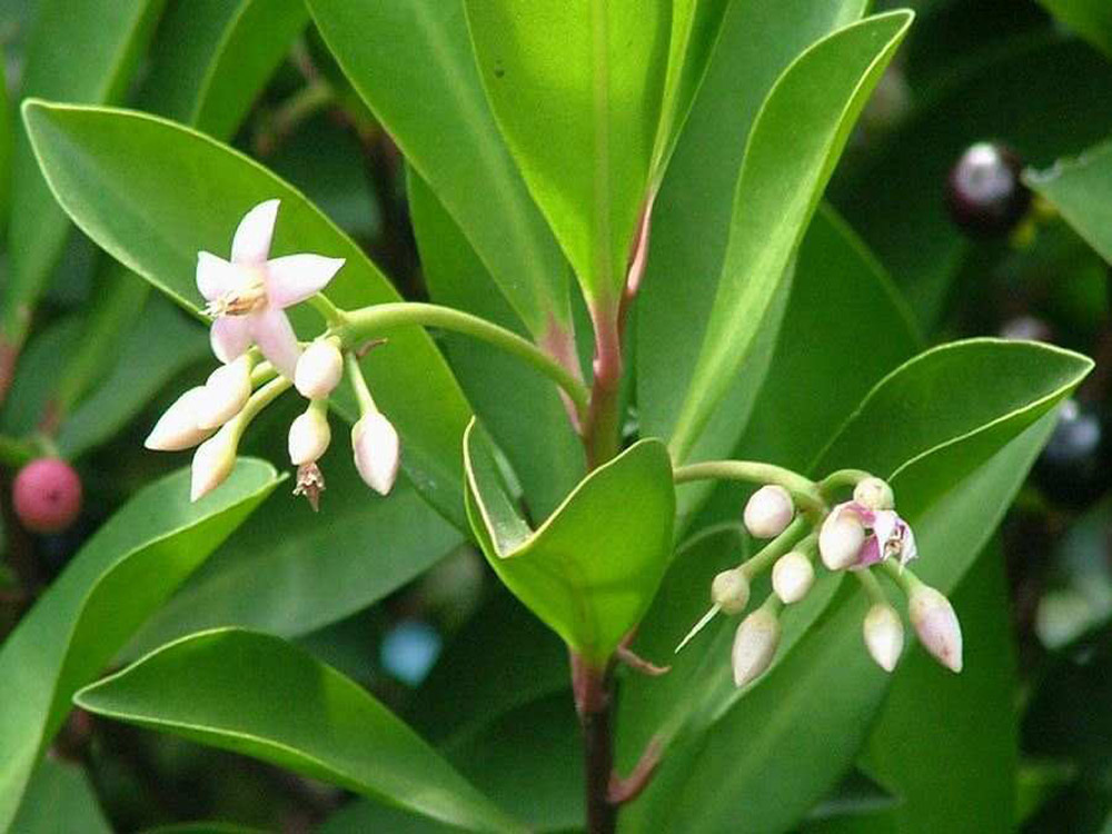 Close up of leaves with pink stalks and clusters of flower buds and flower.