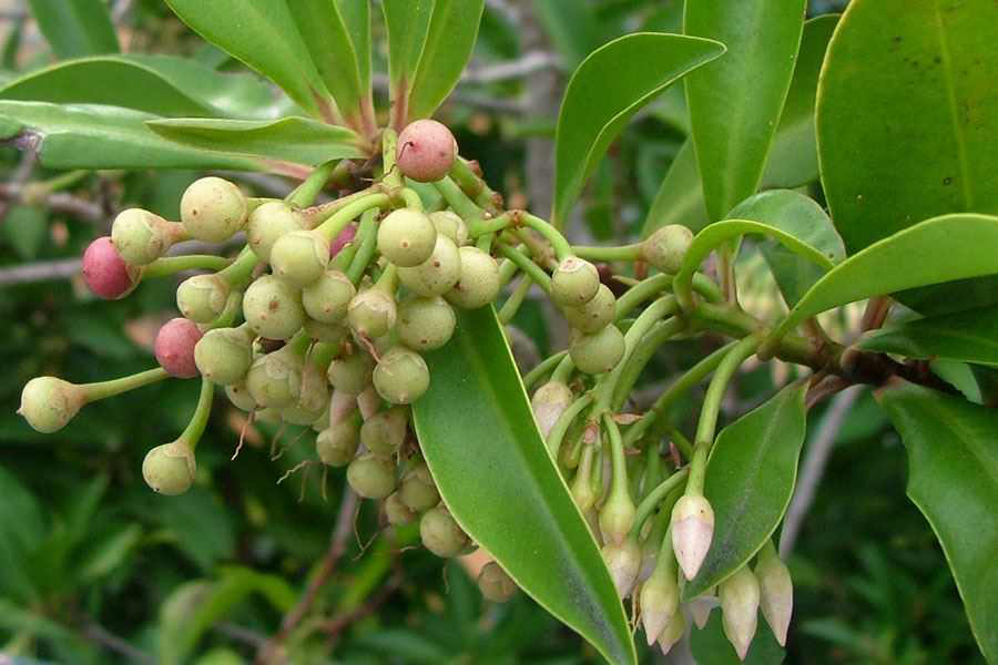 Young fruit are round green berries.