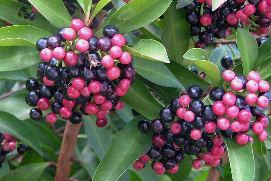 Mature fruit are red, black or deep purple.
