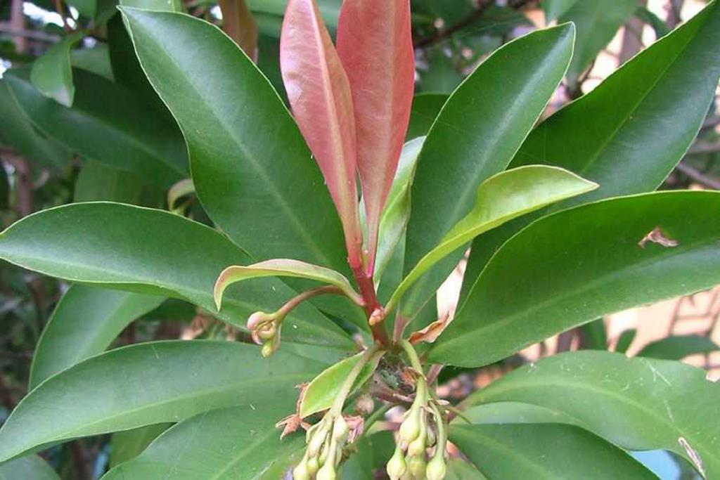 Young leaves are often reddish.
