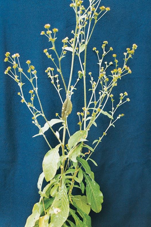 Tobacco weed flowers grow in small clusters at the end of stems.