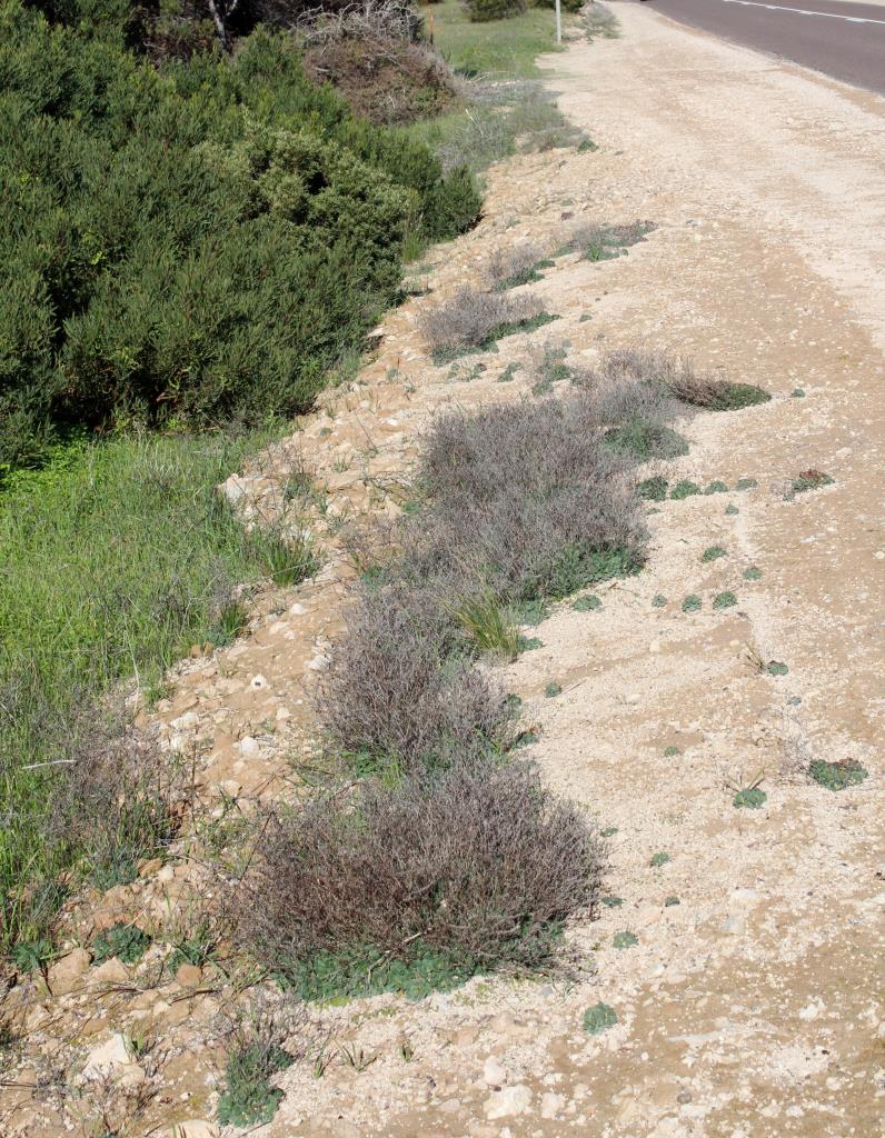 Roadside infestation of Sicilian sea lavender