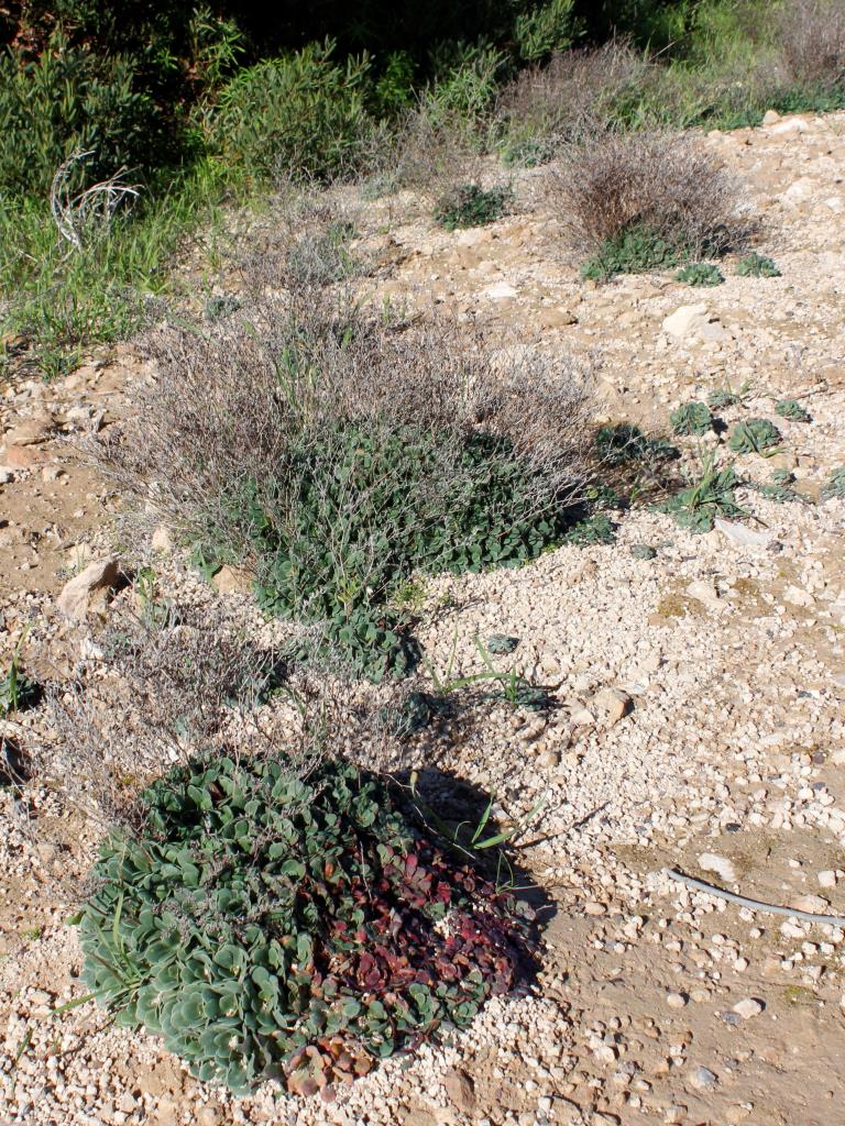 Various sizes of Sicilian sea lavender plants, some with red leaves.